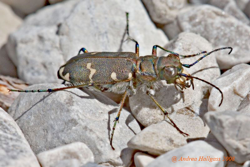 Aiuto identificazione Cicindela